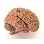This is Your Brain