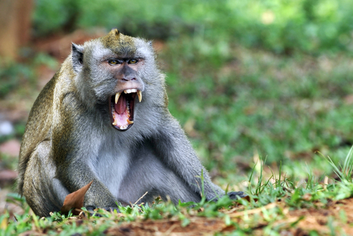 Netflix Unleashes Open-Source Chaos Monkey