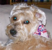 Cody the Terrier Cody the Terrier