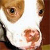 Dixie Belle