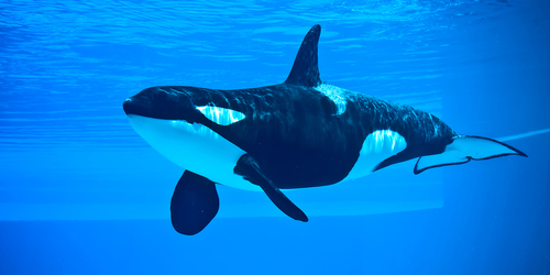Fail Whale