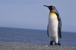 More Companies Need More Linux Skills, Including Amazon, IBM and Dell