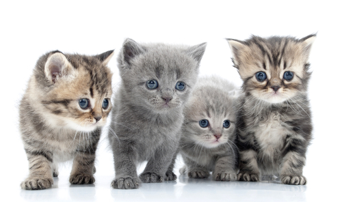 shutterstock_128160683