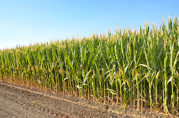 Corn