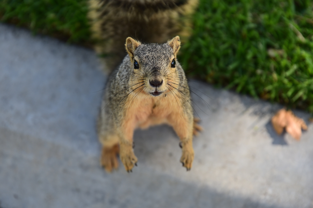 shutterstock_359328464