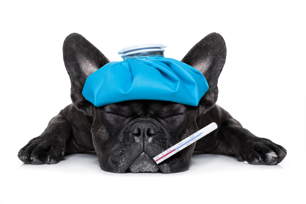 shutterstock_291471299