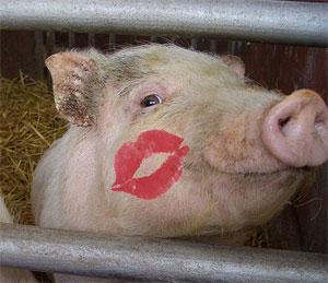 pig_kiss.jpg Main image of article 'Beautiful People' Says It Was Hacked, No One Believes Them