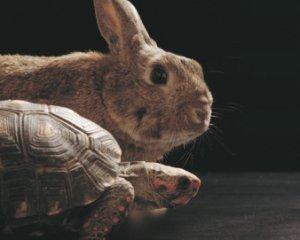 tortoisehare.jpg Main image of article Yes, There’s Kanye West-Themed Crypto-Currency