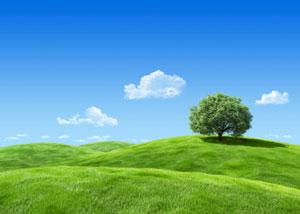 hill_tree.jpg Main image of article The Mobile Development Landscape