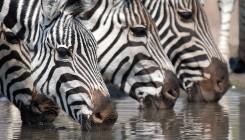 bigstock-zebra-drinking-12654161-e1357791637777.jpg Main image of article Elderwood's Watering Hole Attacks are 'Astonishing'
