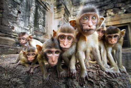shutterstock_107410460.jpg Main image of article Netflix Open-Sources 'Janitor Monkey' AWS Cleanup Tool