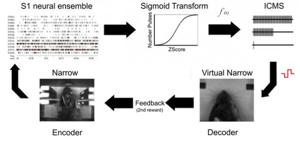 Screen-Shot-2013-02-28-at-1.47.34-PM-618x292.png Main image of article Scientists Teach Rats the Vulcan Mind-Meld