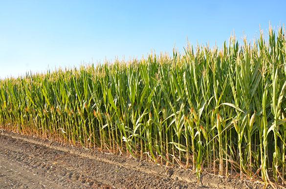 Corn.jpg Main image of article Why Engineers Will Never Be a Commodity