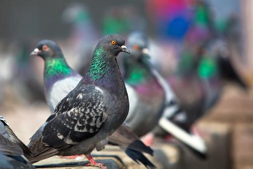 shutterstock_188231816.jpg Main image of article Help, I've Been Pigeonholed!