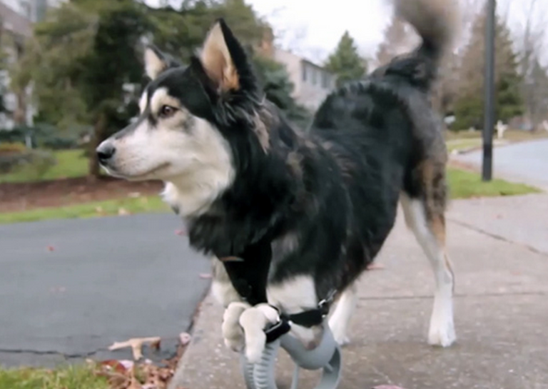 Main image of article Watch This Dog Run Thanks to 3-D Printing