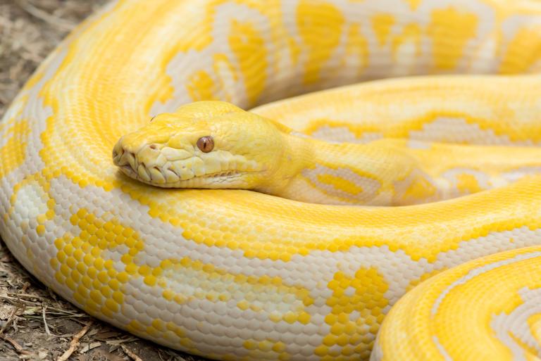 shutterstock_307703714.jpg Main image of article Python Developers: PyPI Makes Life Easier