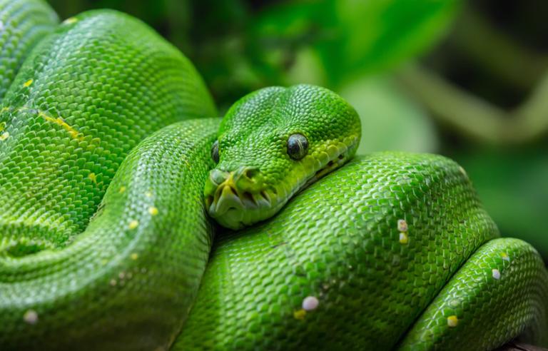 shutterstock_413094259-1.jpg Main image of article Python Devs: Where Your Salary Goes Furthest