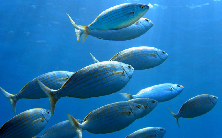Main image of article Tech Recruiting Is Totally Broken: Fish Are Taking Your Jobs!
