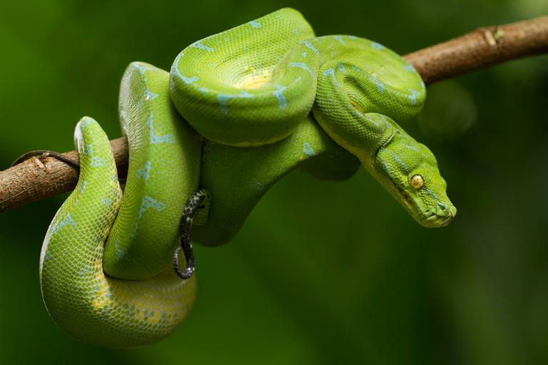 Main image of article Python: Top Programming Language of 2019?