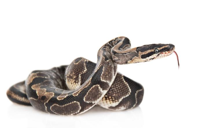 shutterstock_1394793269.jpg Main image of article DevOps Engineer, Data Scientist Top List of 'Python-Heavy' Jobs