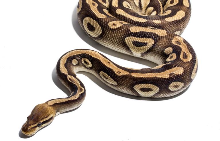 Main image of article Python Slithering Close to TIOBE Index Number One Spot