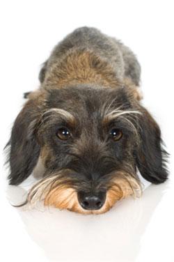 Go to article Why Your Boss Should Let You Bring Rover and Fang to Work