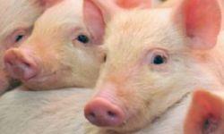 Go to article How to Piggyback Projects Without Getting Slaughtered