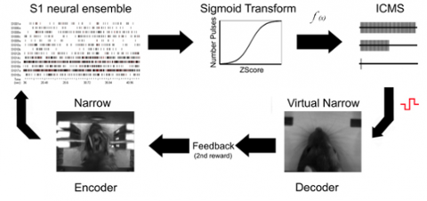 Go to article Scientists Teach Rats the Vulcan Mind-Meld