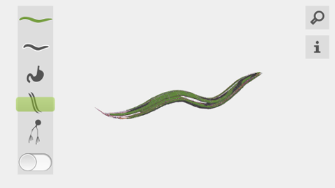 Go to article OpenWorm Uses Java to Plunge into Microbiology