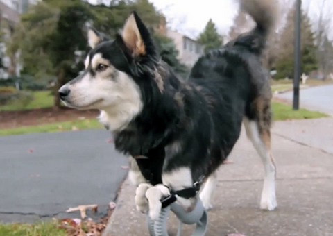 Watch This Dog Run Thanks to 3-D Printing