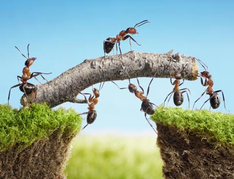 Go to article Rewarding Teamwork Reduces Internal Strife
