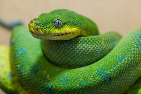 Python: Most Studied Language Among Developers