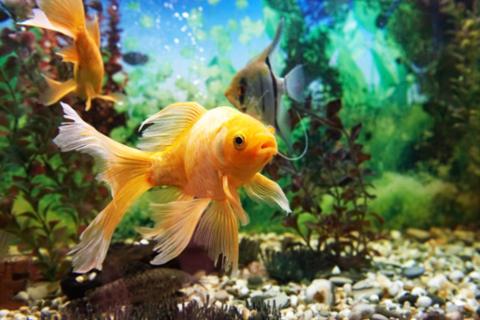 Go to article Internet of Things Tip: Don't Get Hacked Through Your Fish Tank