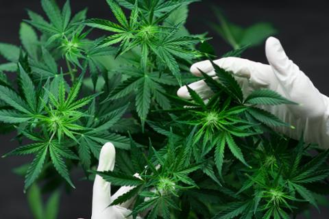 Go to article Cannabis Industry Blooming with Tech Opportunities