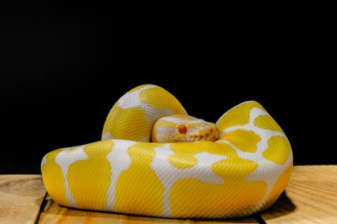 Python Keeps Swallowing the Programming Universe: TIOBE