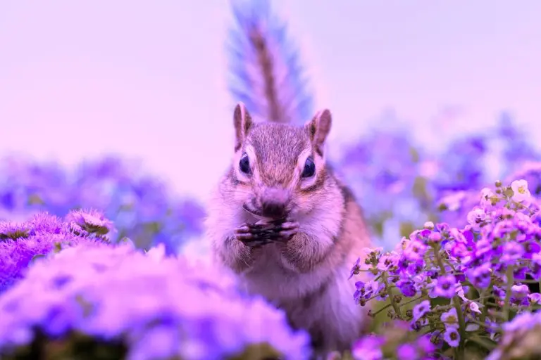 squirrel among purple flowers